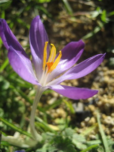 purplecrocus